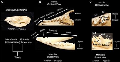 Mammalian dental diversity: an evolutionary template for regenerative dentistry